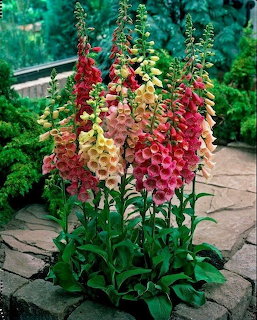 Colorful Foxglove Flowers