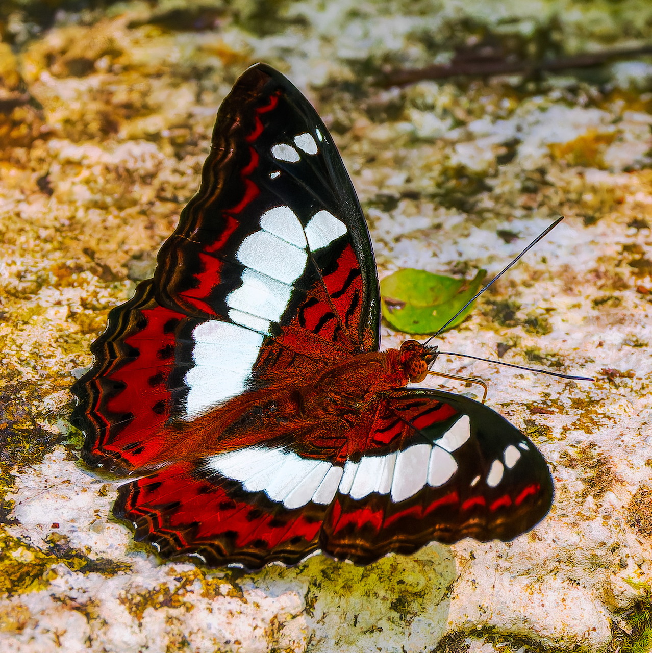Red Butterfly on Stone