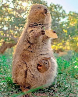 Mother wombat standing upright showing baby joey in her pouch on grass
