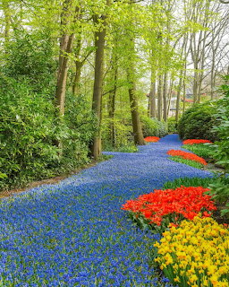 Blue grape hyacinth river path through green trees with red tulips and yellow flowers at Keukenhof