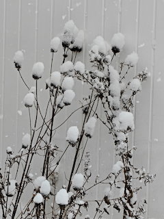 Dried plant stems with round snow-covered seed heads against a grey corrugated metal fence in winter