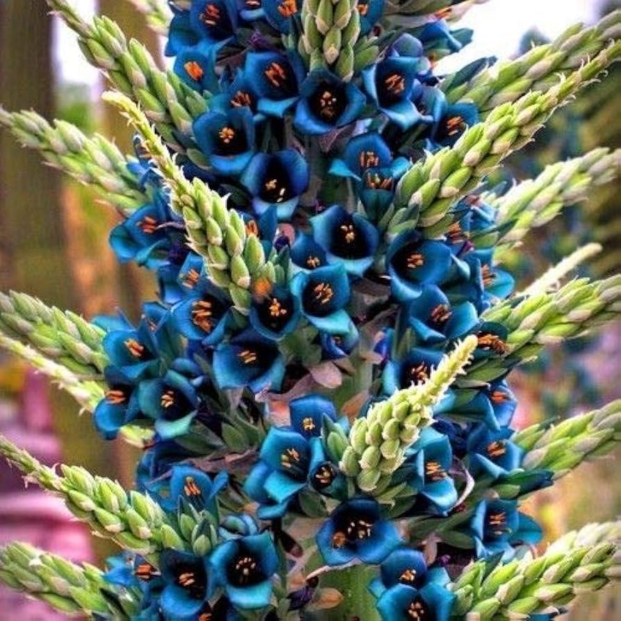 Close-up of turquoise Puya alpestris flower spike with tubular blooms and green bracts