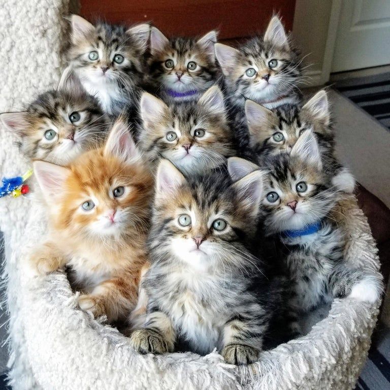 Fluffy Kittens Basket