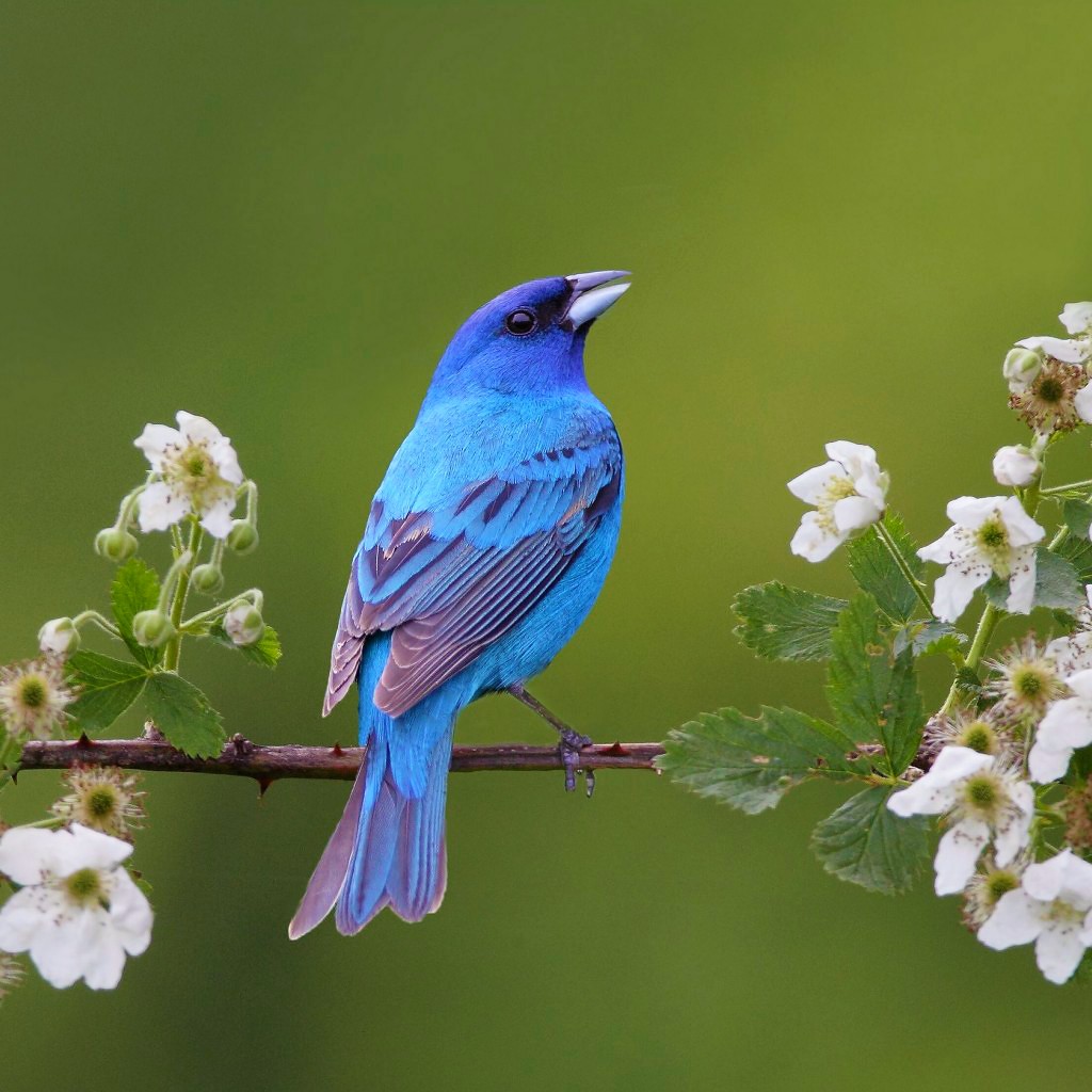 Bright blue bird sitting on branch with white flowers against green background