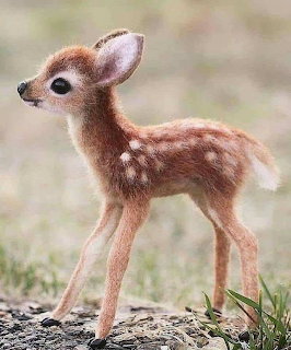 Adorable baby deer fawn with white spots standing on rocky ground looking up