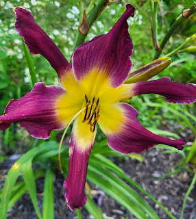 Close-up of a purple and yellow daylily flower with green foliage in the background