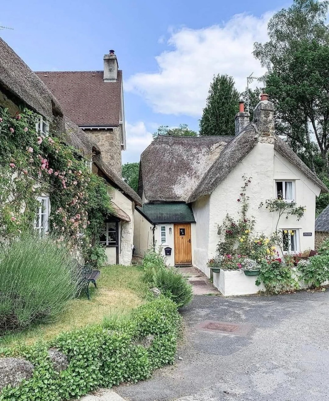 Thatched white cottages with climbing roses and lavender in an English village lane
