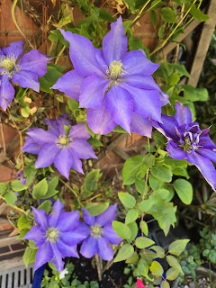 Purple Clematis Flowers