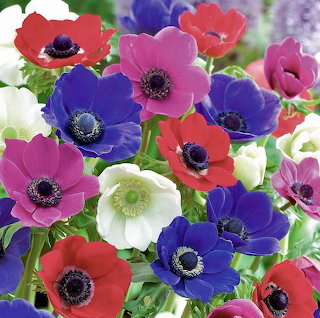 Close-up of colorful anemone flowers in red, pink, purple, blue, and white