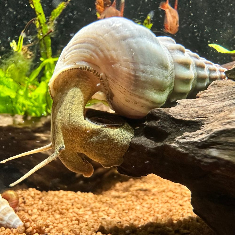 Large aquarium snail on driftwood above gravel with green plants behind