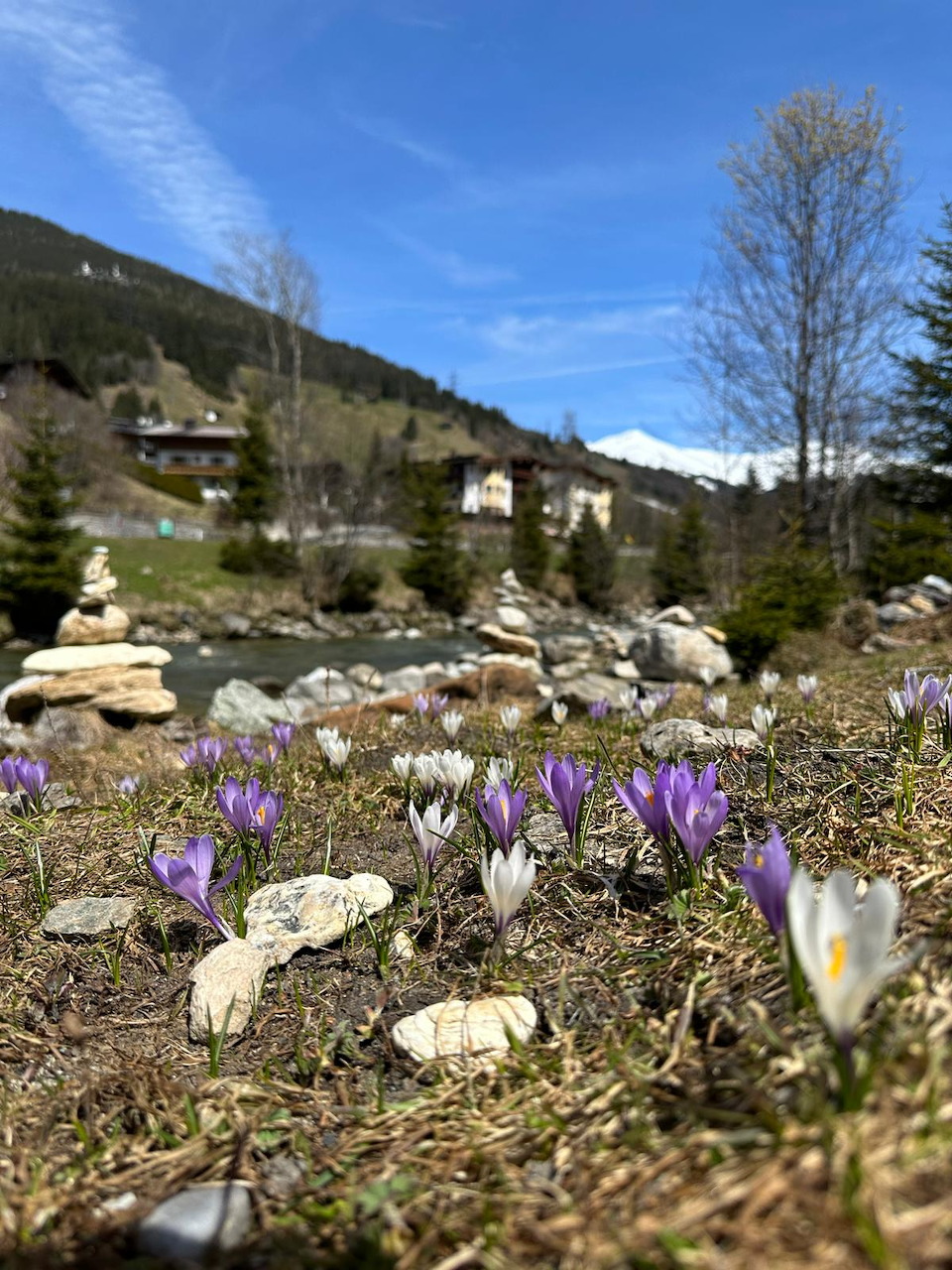 Spring Crocuses in Austria