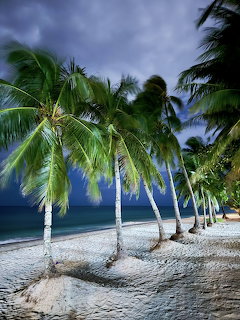 Tropical Palm Beach