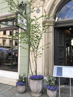 Young tree and purple flowers in stone pots outside a European building entrance