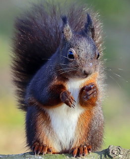 Dark brown red squirrel sitting upright with paws together on a wooden surface