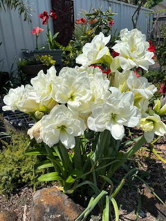 Large white hippeastrum flowers blooming in an outdoor garden bed