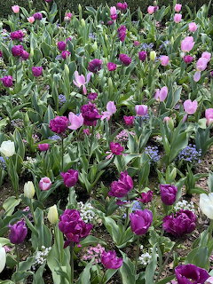 Dense garden bed of purple and pink tulips with green leaves and small white flowers