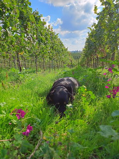 Dog in Vineyard Rows