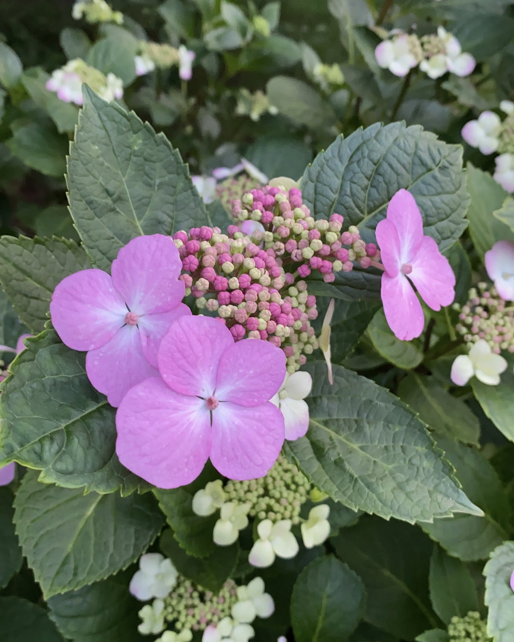 Close-up of pink lacecap hydrangea flowers with buds and green leaves