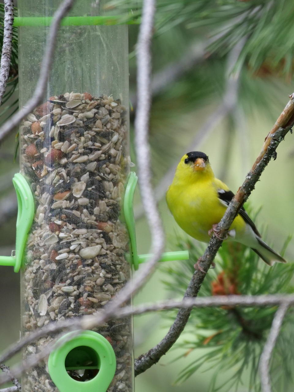 American Goldfinch at Feeder