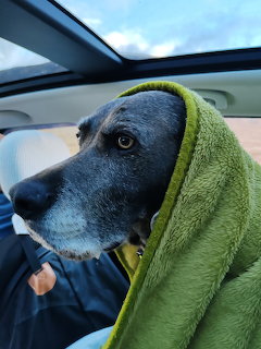 Gray Weimaraner dog wrapped in green towel in car under open sunroof
