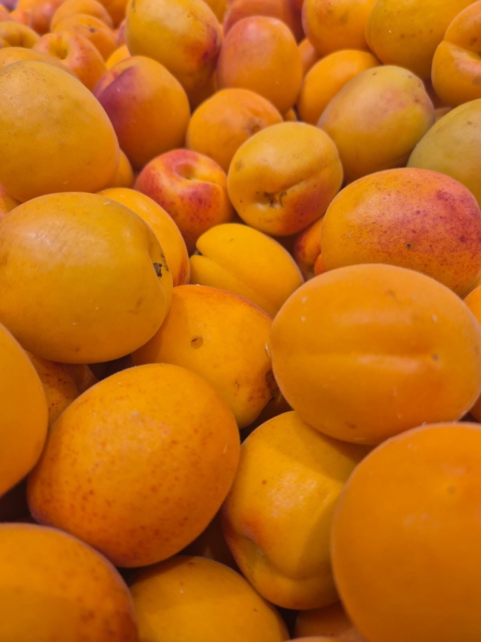 Close-up of many ripe golden-orange apricots piled together