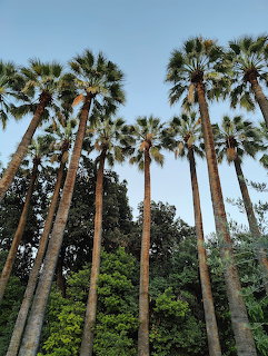 Tall palm trees and green trees viewed from below in the National Garden, Athens, Greece