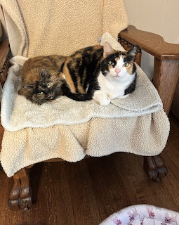 Tortoiseshell and calico cats cuddling on a blanket-covered wooden rocking chair