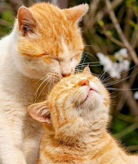 Adult orange tabby cat nuzzling small orange kitten in affectionate moment outdoors