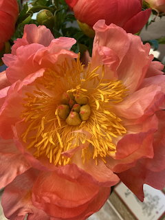 Pink Peony Bloom Close-Up