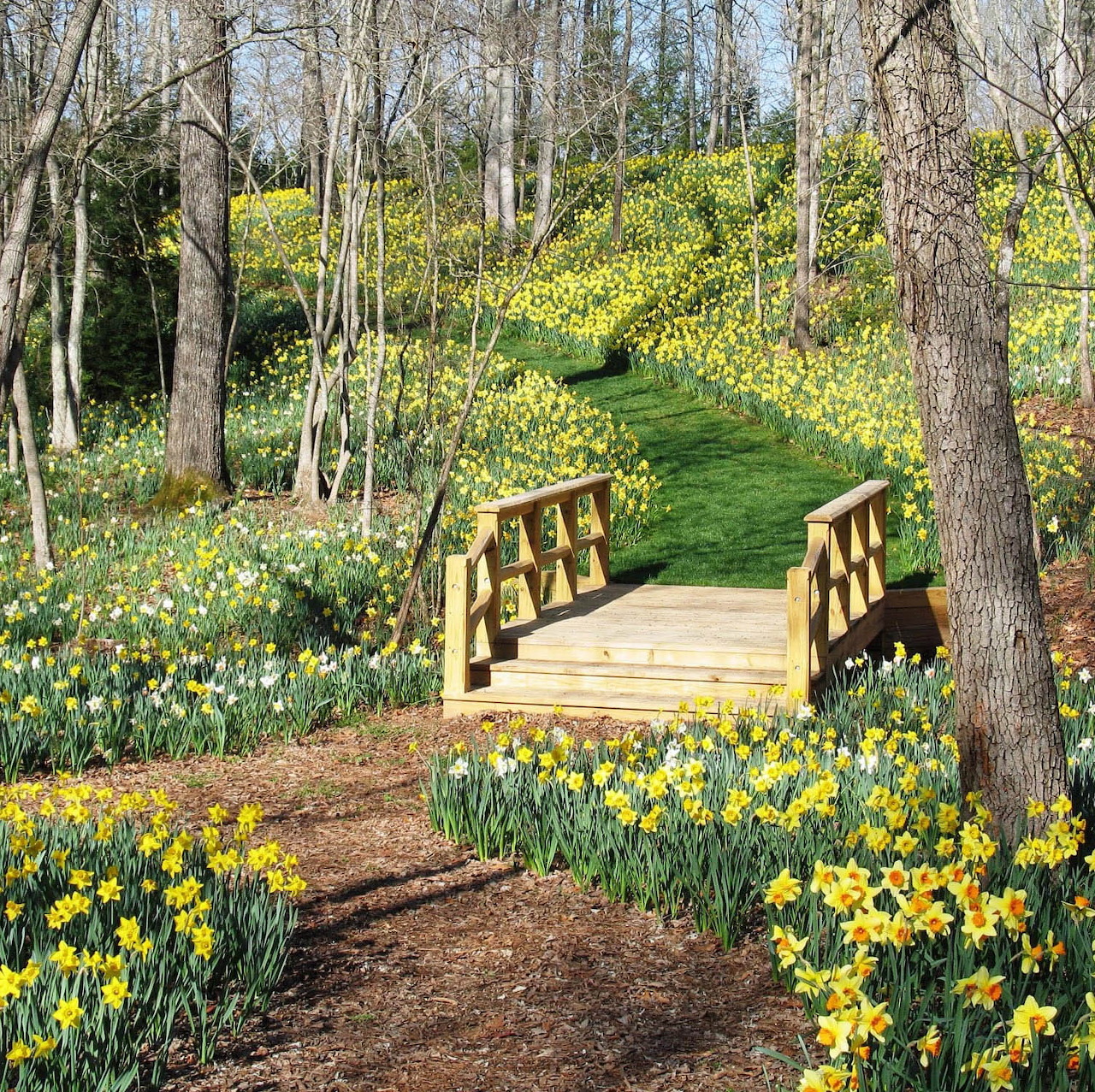 Wooden Bridge in Daffodil Garden