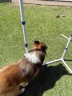 Shetland Sheepdog weaving through blue and white agility poles on grass