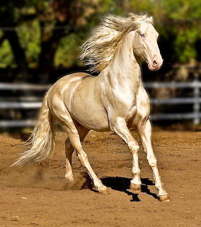 Golden Akhal-Teke horse with flowing white mane galloping in arena