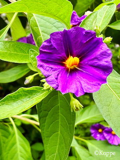 Purple Flower Closeup