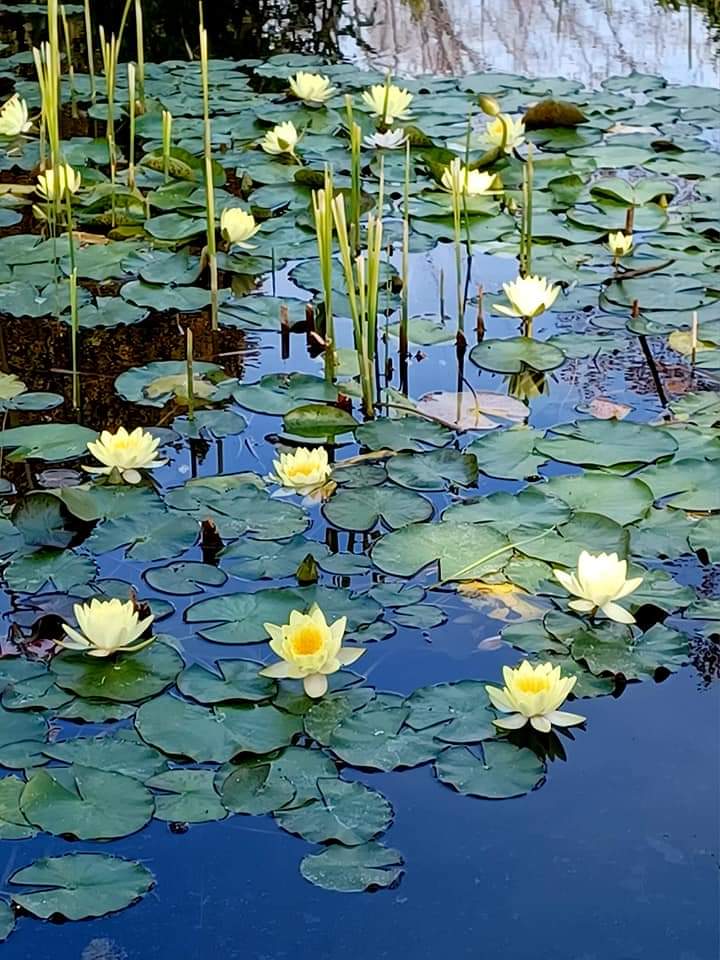 Yellow water lilies and green lily pads floating on a calm blue pond