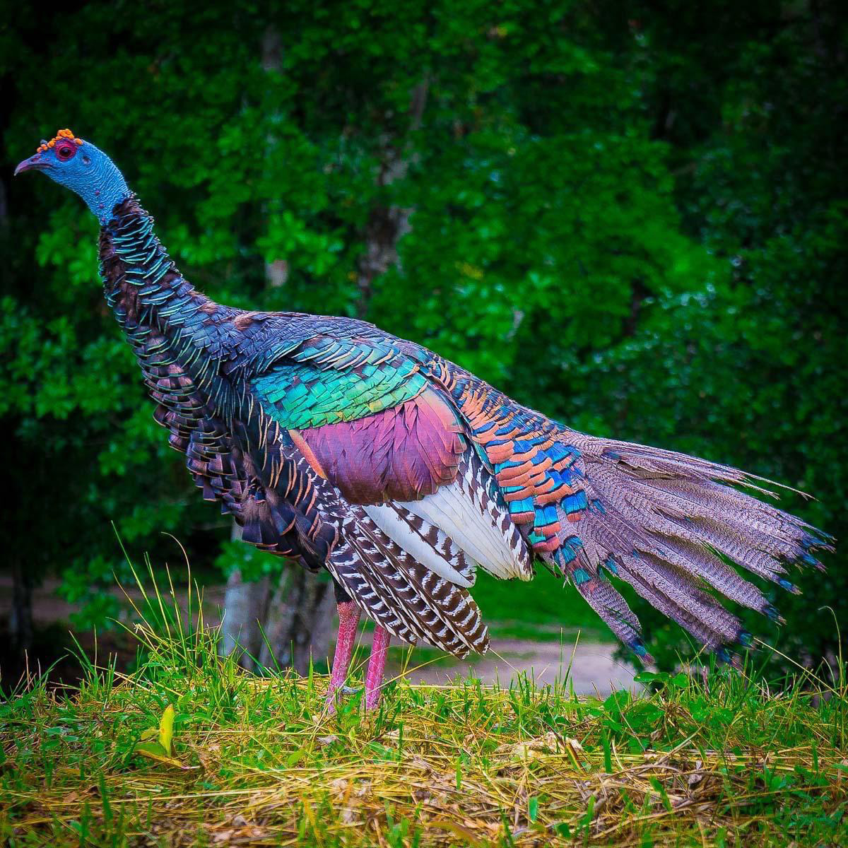 Colorful ocellated turkey standing on grass in front of a dark green forest