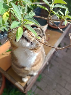 Brown and white tabby cat with long whiskers sniffing green plant leaves