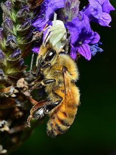 Bee on Purple Flowers