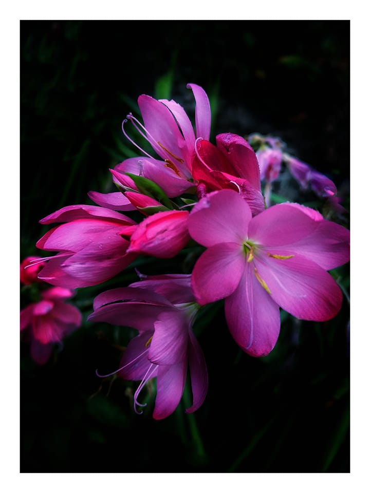 Close-up of bright pink and purple flowers with multiple petals on black background