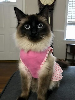 Ragdoll cat with dark colorpoint markings and blue eyes wearing a pink dress indoors