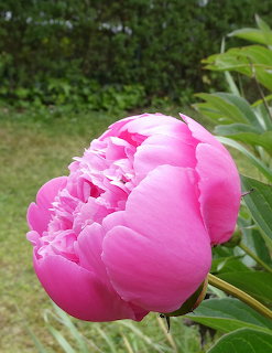 Close-up of a vibrant pink peony flower bloming in a garden with green leaves and grass