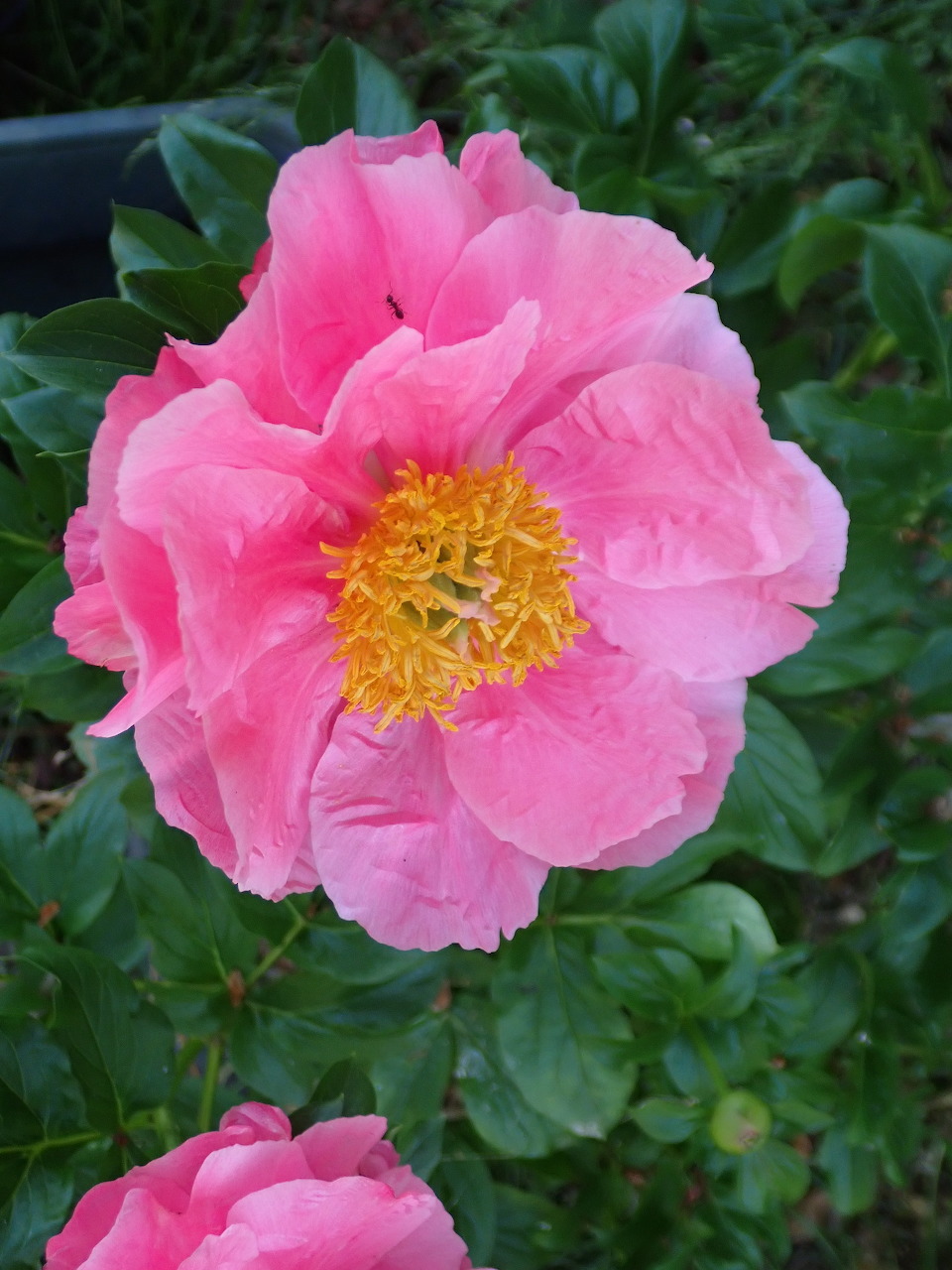 Close-up of a pink peony flower with a yellow center and green leaves