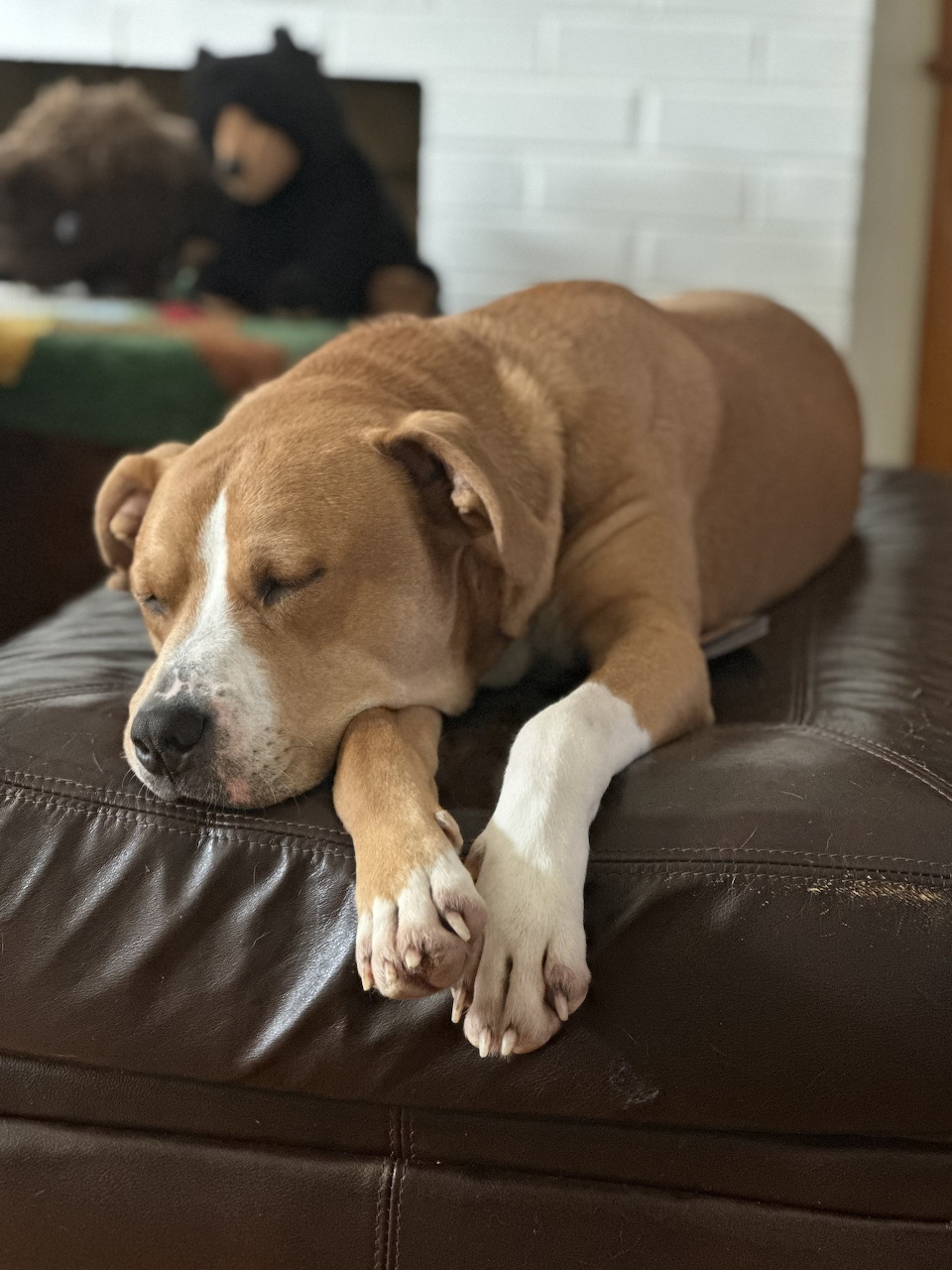 Sleeping Dog on Leather Ottoman