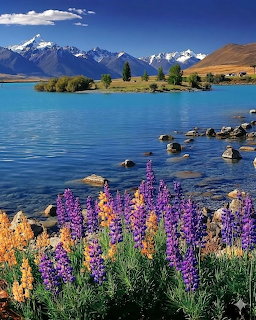 Purple and pink lupins beside turquoise Lake Tekapo with snowy mountains and small island in New Zealand