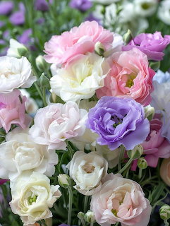 Bouquet of pastel lisianthus flowers in pink, white, and purple with ruffled petals