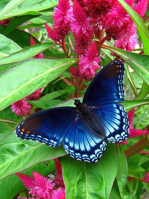 Blue Butterfly on Pink Flowers