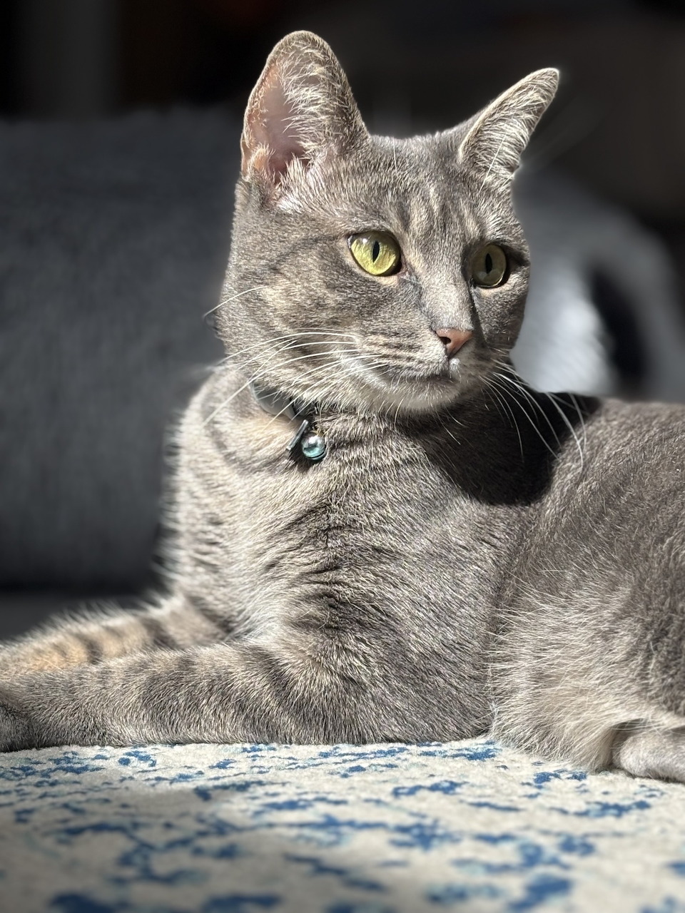 Gray tabby cat with yellow-green eyes resting on blue patterned surface, looking toward camera
