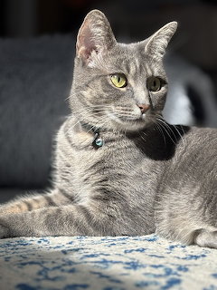 Gray Tabby Cat Portrait