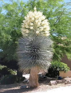 Tall yucca plant with spiky spherical leaf base and white flower bloom in a desert garden