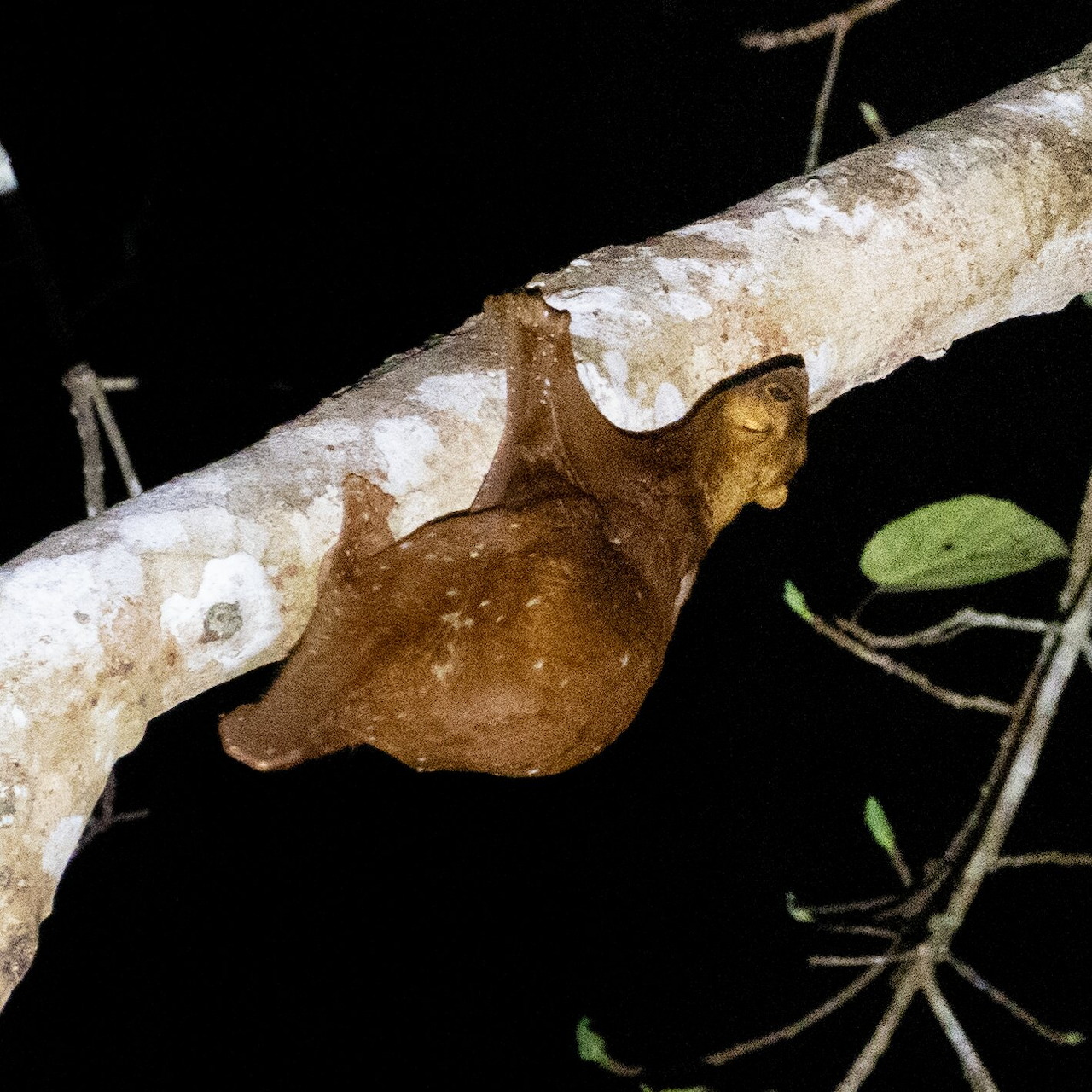 Sunda colugo hanging under a tree branch at night