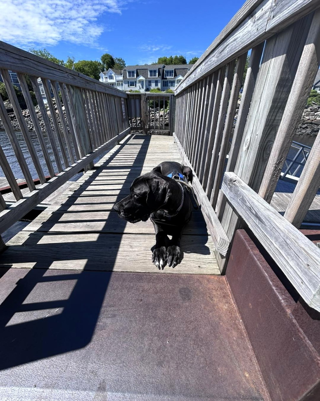 Black dog lying on wooden deck with white railings under blue sky